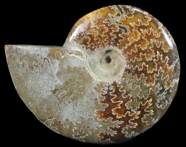 Polished, Agatized Ammonite (Cleoniceras) - Madagascar #59867